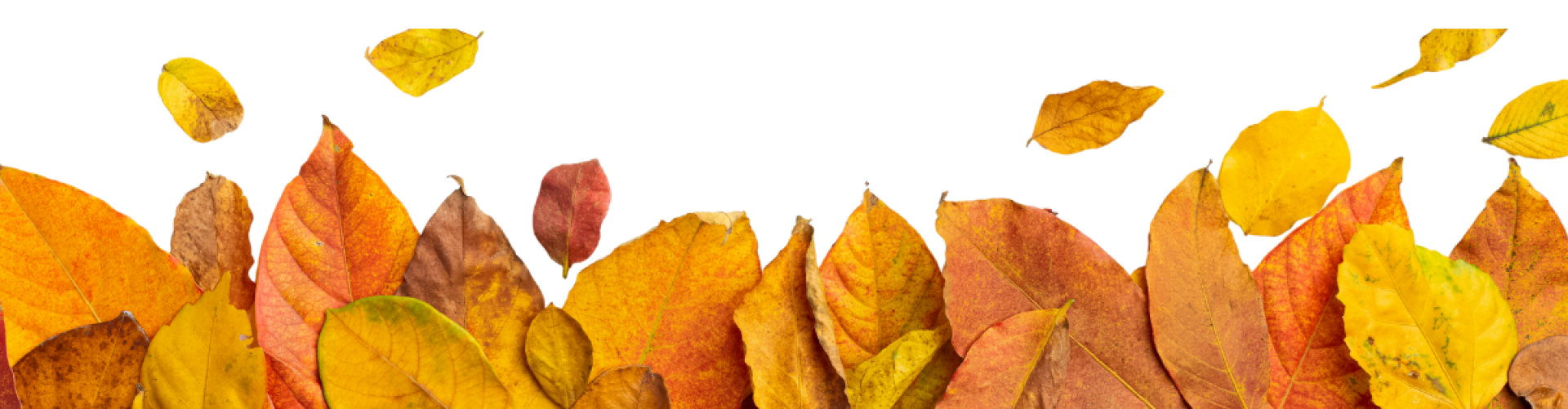 PROGRAMMATION - AUTOMNE 2025